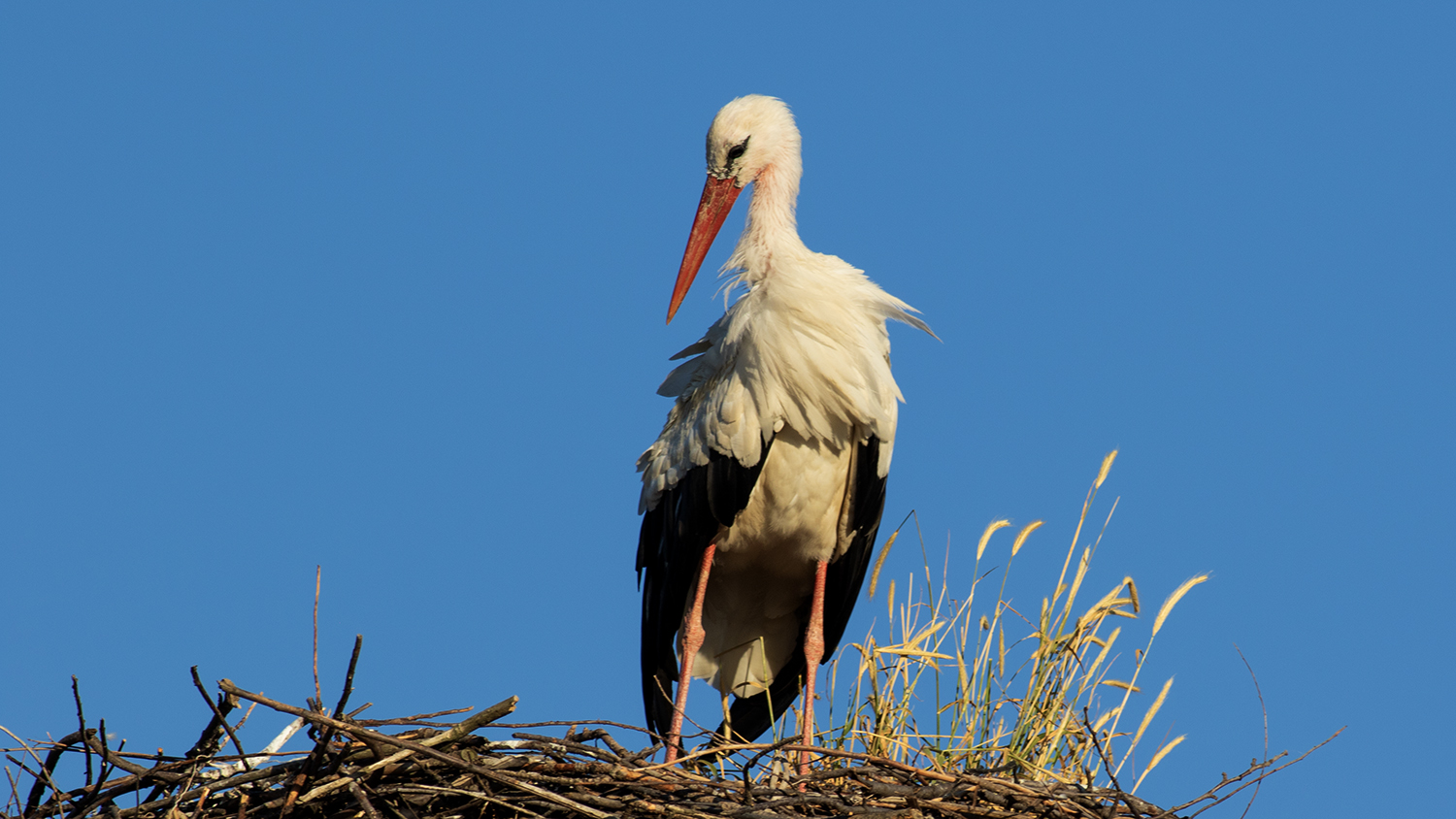 White Stork